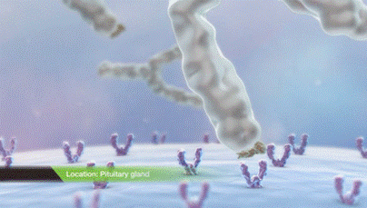 Antibody GnRF blocked in Pituitary_or